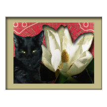 Black Cat and Magnolia Post Cards