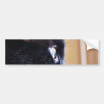 Black Cat Bumper Sticker