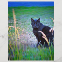 Black Cat Custom Flyer