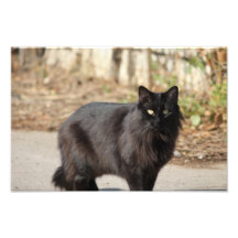 Black cat photo
