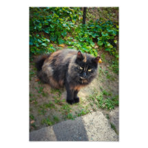 Black cat photo