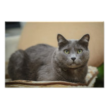 Black cat photo print