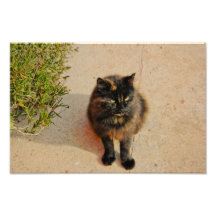 Black cat photo print