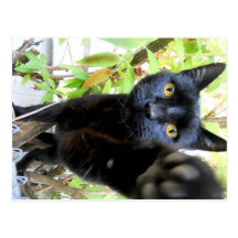 black cat post card