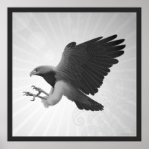 Black chested Eagle buzzard Print
