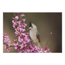Black-crested Titmouse, Baeolophus Art Photo
