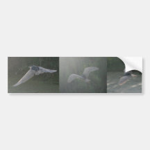 Black-Crowned Night-Heron bumper sticker
