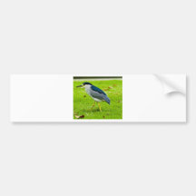 Black-crowned Night Heron Bumper Stickers
