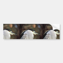 Black-crowned night heron bumper stickers