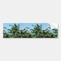 Black-crowned night-heron bumper stickers