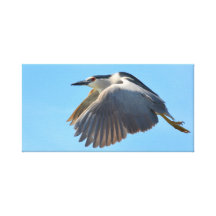 Black crowned night heron canvas print