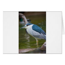 Black-crowned Night heron Card
