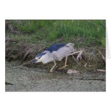 Black-Crowned Night-Heron Card