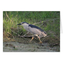 Black-Crowned Night-Heron Card 2