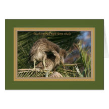 Black-crowned night heron chicks_ff0513 greeting card