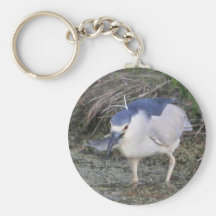 Black-crowned Night-heron Eating Keychains