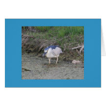 Black-Crowned Night-Heron Fishing Card