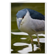 Black-crowned Night heron Greeting Card