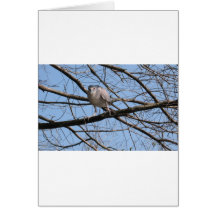 Black Crowned Night Heron Greeting Card