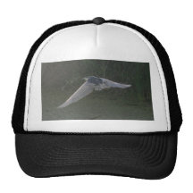 Black-crowned Night-heron hat