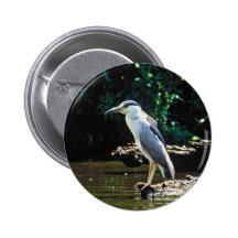 Black-crowned night heron pin