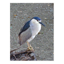 Black-crowned night heron post cards