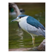 Black-crowned Night heron Postcard