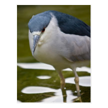 Black-crowned Night heron Postcards
