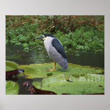 Black Crowned Night Heron Print