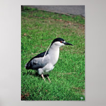 Black-crowned night heron poster
