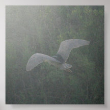 Black-Crowned Night-Heron Posters