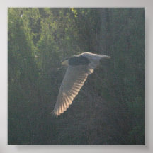 Black-Crowned Night-Heron Poster
