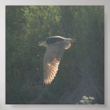 Black-Crowned Night-Heron Poster