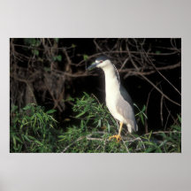 Black Crowned Night Heron Posters