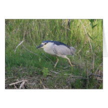 Black-Crowned Night-Heron Stalking Card