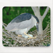 Black-crowned Night Heron with eggs Mouse Pads