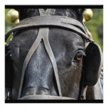 Black Draught   Horse  Invitations