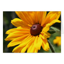 Black Eyed Susan Flower Photography Note Card