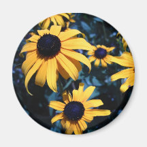 Black Eyed Susan Magnet