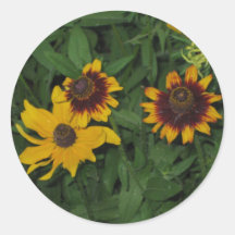 Black Eyed Susans at Longwood Gardens, PA Sticker