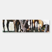 Black Horse Bumper Stickers