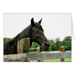 Black horse card