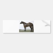 Black Horse Ranch Mare Bumper Stickers