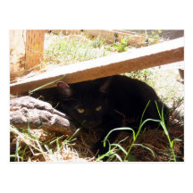 "Black Kitten Hiding" postcard