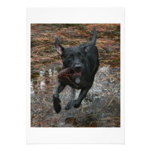 Black Lab Dog with Pinecone running Personalized Announcement