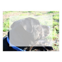 Black Lab Head Turned Away Picture Custom Invite