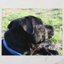 Black Lab Head Turned Away Picture Personalized Flyer