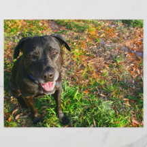 Black Lab on Left Grass on right picture Flyers
