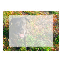 Black Lab on Left Grass on right picture Custom Invitations