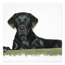 Black Lab Puppy Invitation